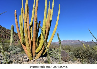 Organ Pipe Cactus National Monument - Arizona, USA
