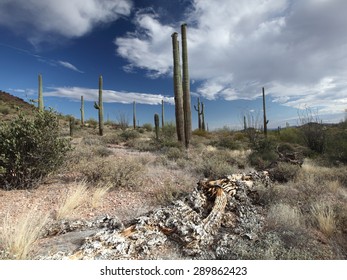 Organ Pipe Cactus National Monument, Arizona