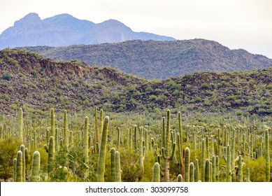 Organ Pipe Cactus National Monument