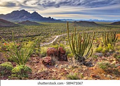 Organ Pipe Cactus National Monument At Sunrise.