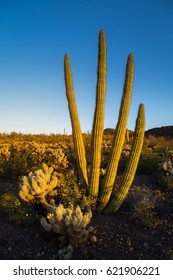 Organ Pipe Cactus National Monument Arizona