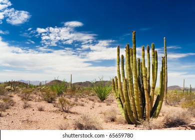 The Organ Pipe Cactus National Monument, Arizona