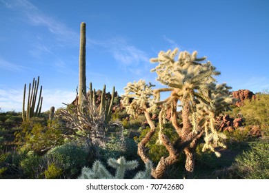 Organ Pipe Cactus National Monument, Arizona.