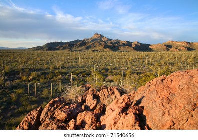 Organ Pipe Cactus National Monument In Arizona.