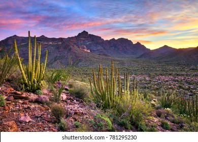 Organ Pipe Cactus National Monument At Sunrise.