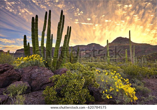 Organ Pipe\
Cactus National Monument at\
sunrise.