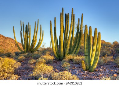 Organ Pipe Cactus At Sunrise.