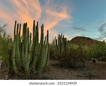 Organ pipe columnar cactus in the foreground with a desert butte and sunset in the background