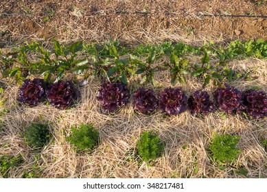 Organic Agriculture Of Lettuce, Rosemary And Beetroot With Crop Rotation