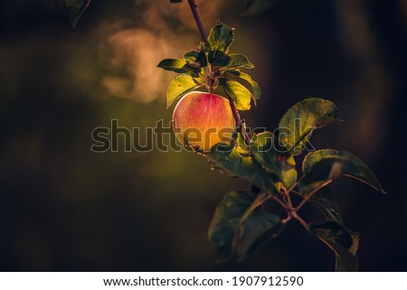 Similar – Image, Stock Photo Apple, ripe on the tree