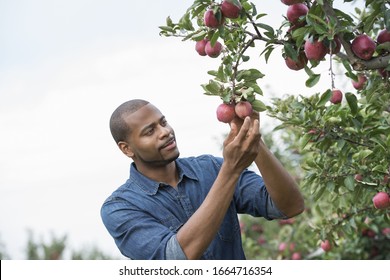 An Organic Apple Tree Orchard. A Man Picking The Ripe Red Apples.