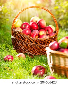 Organic Apples in a Basket outdoor. Orchard. Autumn Garden. Harvest season concept. Harvesting.  Picking red apples in summer orchard. Green Grass 