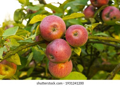 Organic apples. Fruit without chemical spraying. Orchard. 
