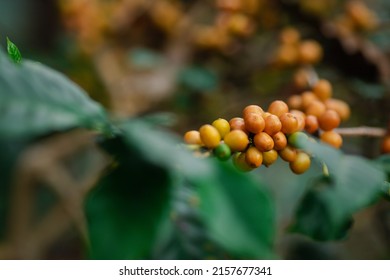 Organic arabica coffee beans agriculturist in farm. harvesting Robusta and arabica coffee berries ,Harvest arabica coffee berries on its branch, harvest concept.