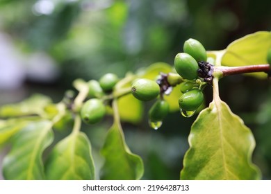 organic arabica coffee beans agriculturist  in farm.harvesting Robusta and arabica  coffee berries by agriculturist hands,Worker Harvest arabica coffee berries on its branch, harvest concept.