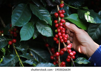 organic arabica coffee with farmer picking in farm.harvesting Robusta and arabica  coffee berries by agriculturist hands,Worker Harvest arabica coffee berries on its branch, harvest concept.