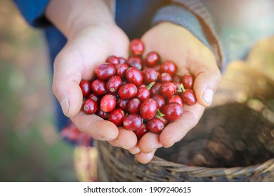 organic arabica coffee harvest farmer hand in farm.harvesting Robusta and arabica  coffee berries by agriculturist hands,Worker Harvest arabica coffee berries on its branch, harvest concept.