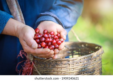 Organic Arabica Coffee Harvest Farmer Hand In Farm.harvesting Robusta And Arabica  Coffee Berries By Agriculturist Hands,Worker Harvest Arabica Coffee Berries On Its Branch, Harvest Concept.