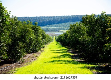 Organic Avocado Plantation - Western Australia - Shutterstock ID 2191619359