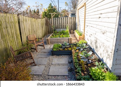 Organic Backyard Garden Is Growing Your Vegtables On A Sunny Day