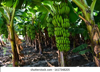 16,954 Banana farming Images, Stock Photos & Vectors | Shutterstock