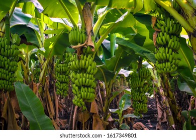 16,954 Banana farming Images, Stock Photos & Vectors | Shutterstock