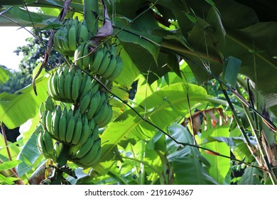 Organic Banana Plantation In Thailand