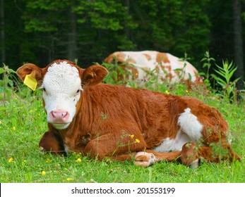 Organic beef farm with grass fed cattle, young calf relaxing on green pasture