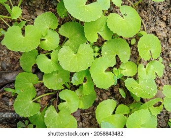 Organic Brahmi Plant Gotukola In Sri Lanka