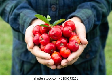 Organic Brazilian Acerola Fruit small cherry in woman hands - Shutterstock ID 1100093201