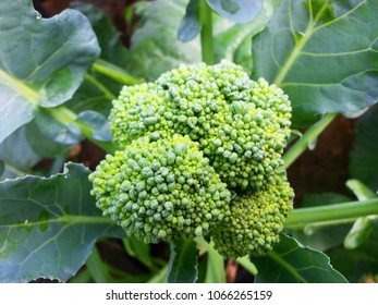 Organic broccoli cultivation. Organic vegetable. Thailand. - Shutterstock ID 1066265159