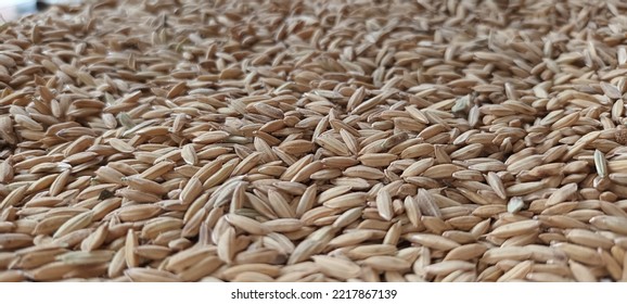 Organic Brown Paddy Seed Plant