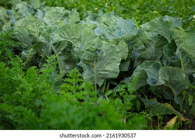 Organic cabbage and carrots plants growing in home garden