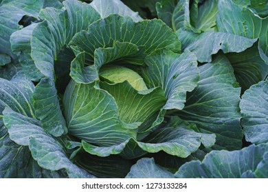 Organic cabbage vegetable food in field garden.