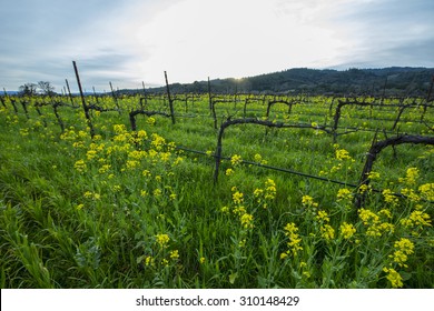 Organic California Wine Grape Vineyard With Cover Crop Of Yellow Mustard Between The Rows, Providing Nutrients To The Soil.  