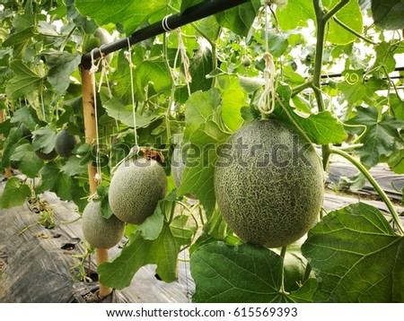Organic Cantaloupe Growing on the farm. Stock photo © 