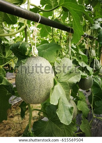 Organic Cantaloupe Growing on the farm. Stock photo © 