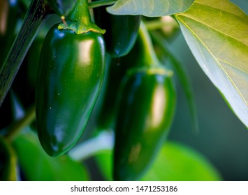 Organic Jalapeño (Capsicum Annuum) Peppers On A Jalapeno Plant. Close-up Photo. Very Hot And Healthy Green, Chili Peppers. 