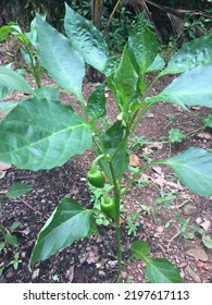 Organic Capsicum Farming At Home Garden