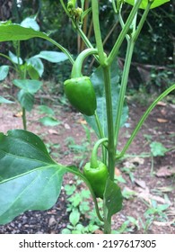 Organic Capsicum Farming At Home Garden