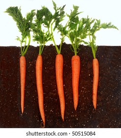 Organic Carrots Growing In Rich Dark Dirt