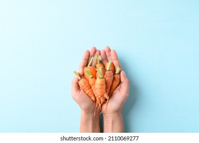 Organic carrots in hand on light blue background, imperfectly shape, Food trend