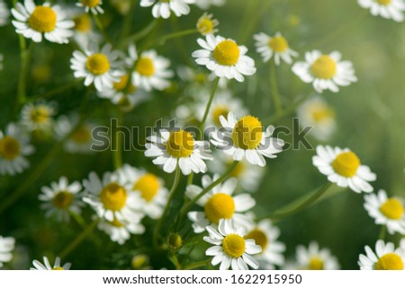 Organic Chamomile (Chamaemelum nobile L.). on natural plantation field. Chamomile is used for sleep aid, mild sedative, lower anxiety and some inflammation inside the body.