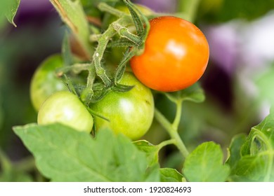 Organic Cherry Tomato Plant With Green And Red Tomatoes.