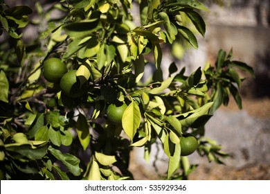 Organic citrus fruits in Ivan Dolac, Hvar island - Croatia