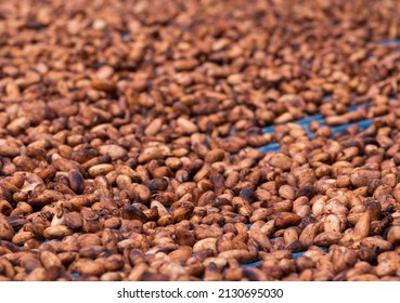 Organic cocoa beans sun drying on a farm