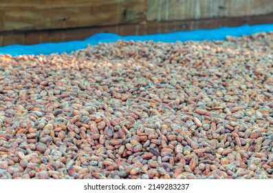 Organic cocoa beans sun drying on a farm