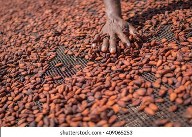 Organic Cocoa Beans Sun Drying On A Farm In The Solomon Islands