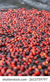 Organic Coffee Beans Drying Process. Red Ripe Coffee Cherries Laid Out for Natural Sun-Drying, Traditional Coffee Processing Method for Premium Quality Specialty Coffee Production.