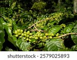 organic coffee cherries on the branch which are the source of coffee beans in midle java Indonesia